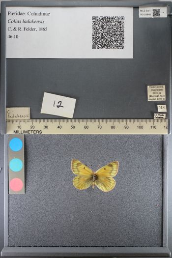 Media type: image;   Entomology 193848